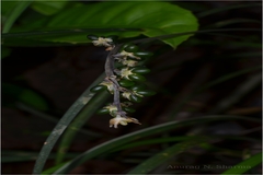 Ophiopogon intermedius